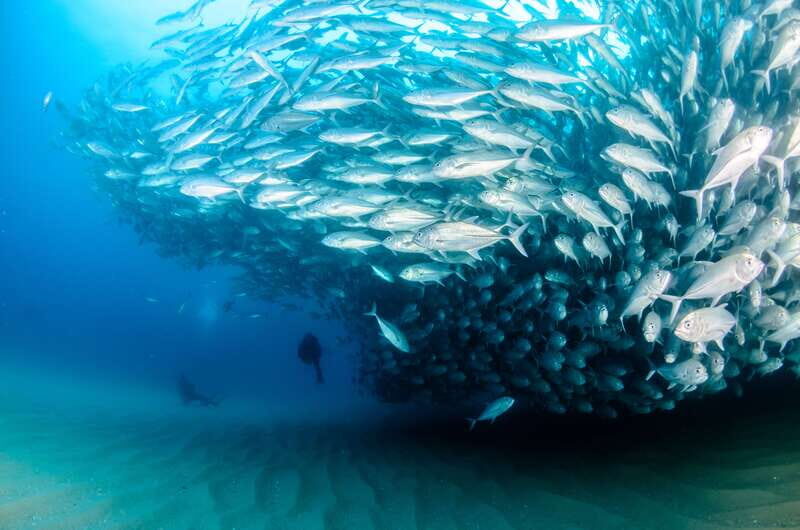 Cabo Pulmo Marine Park: Scuba Diving Excursion - Who Should Consider This Tour?