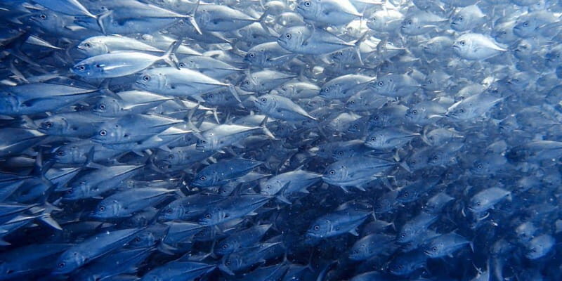 Cabo Pulmo Snorkeling - Key Points