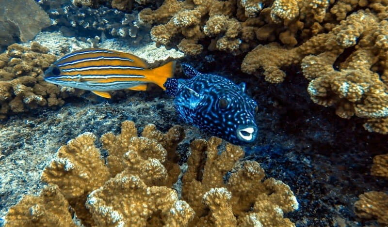 Cabo Pulmo Snorkeling - The Experience at a Glance