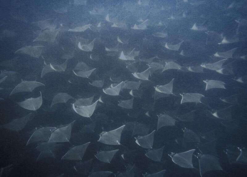 Cabo Pulmo Snorkeling - The Sum Up