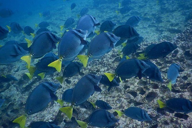 Cabo Rosa (Tuneles) Hiking & Snorkeling Tour from Isabela - Key Points