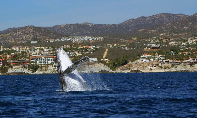 Cabo San Lucas: 2.5-Hour Whale Watching Tour - Key Points