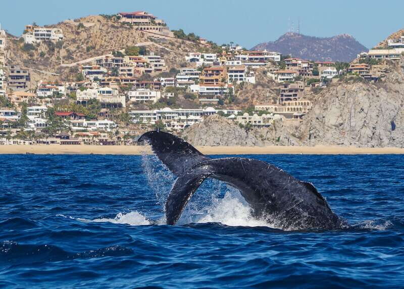 Cabo San Lucas: 2.5-Hour Whale Watching Tour - An In-Depth Look at the Whale Watching Experience