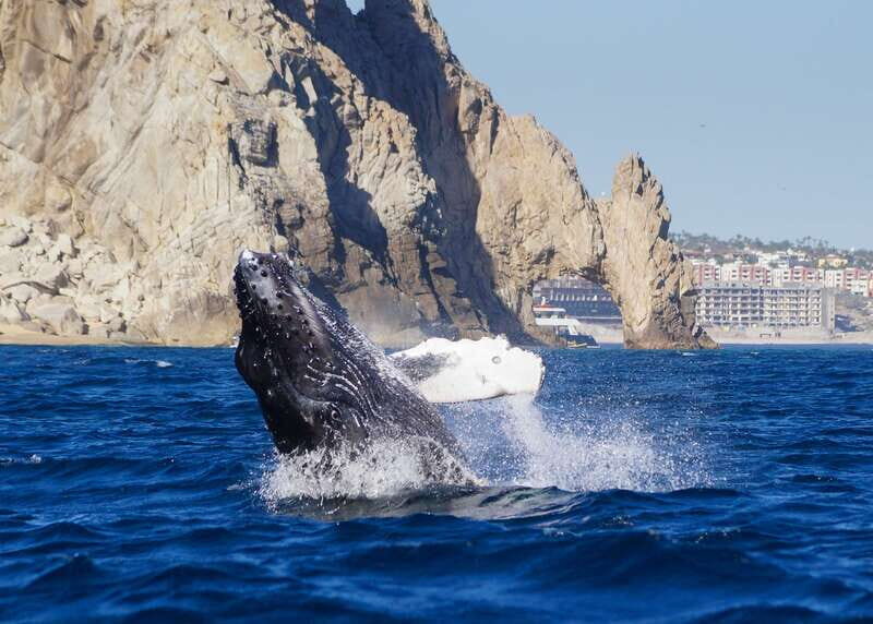 Cabo San Lucas: 2.5-Hour Whale Watching Tour - The Value of This Whale Watching Tour