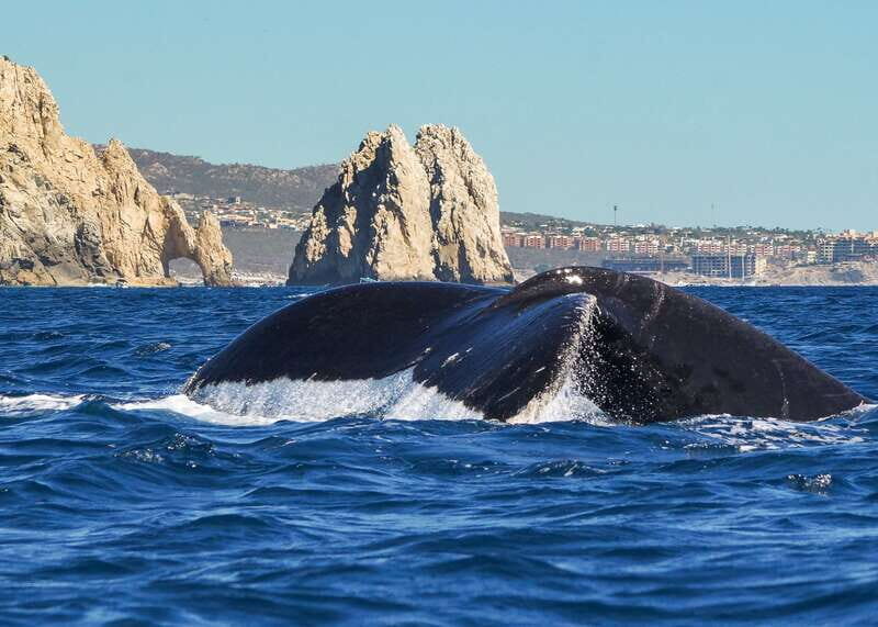 Cabo San Lucas: 2.5-Hour Whale Watching Tour - The Sum Up: Who Should Book This Tour?