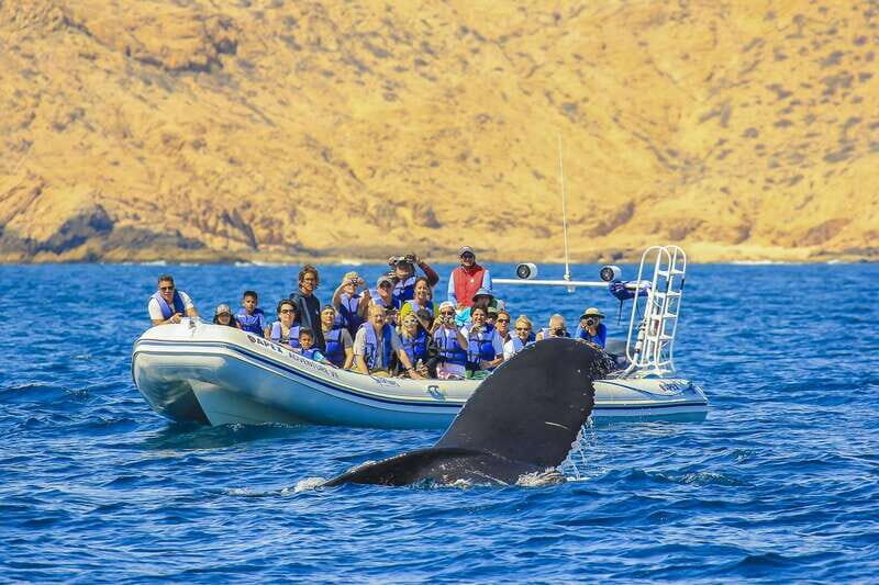Cabo San Lucas: 2-Hour Whale Watching Adventure - Key Points