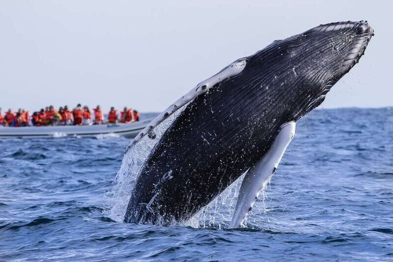 Cabo San Lucas: 2-Hour Whale Watching Adventure - An Authentic Look at the Whale Watching Experience