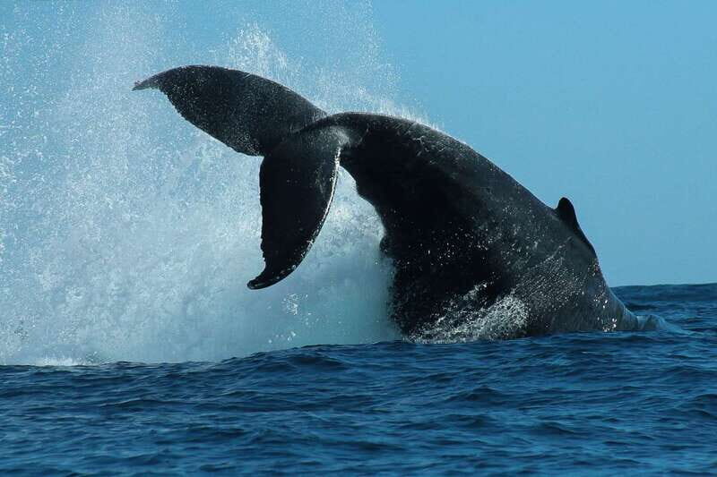 Cabo San Lucas: 2-Hour Whale Watching Adventure - Comparing with Similar Experiences