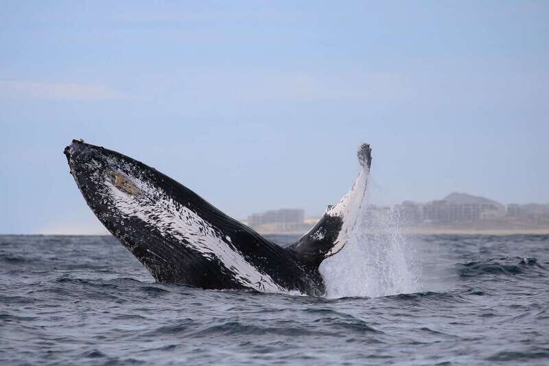 Cabo San Lucas: 2-Hour Whale Watching Adventure - FAQ