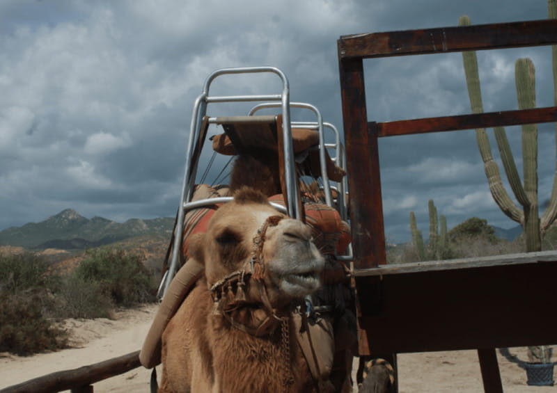 Cabo San Lucas: Amazing Camel Adventure on the Beach - Key Points