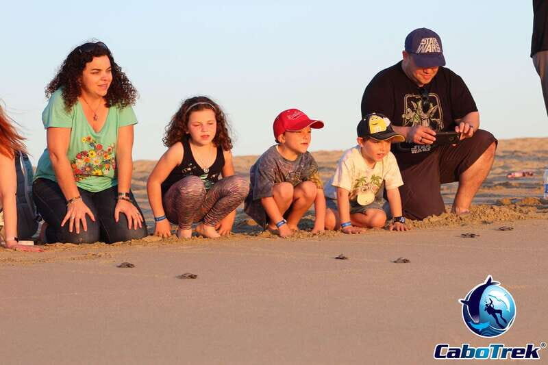 Cabo San Lucas: Baby Turtle Release Experience - A Detailed Look at the Baby Turtle Release Experience in Cabo San Lucas