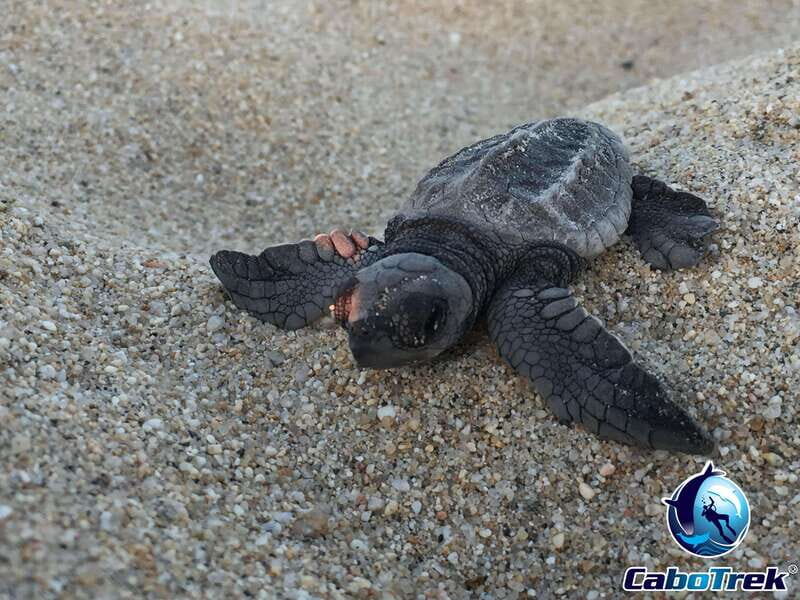 Cabo San Lucas: Baby Turtle Release Experience - Who Should Consider This Tour?
