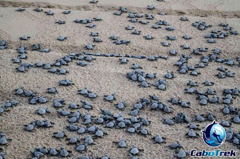 Cabo San Lucas: Baby Turtle Release Experience - FAQ