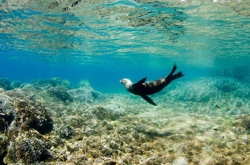 Cabo San Lucas: Cabo Pulmo Snorkeling Expedition - Practical Details and What to Expect