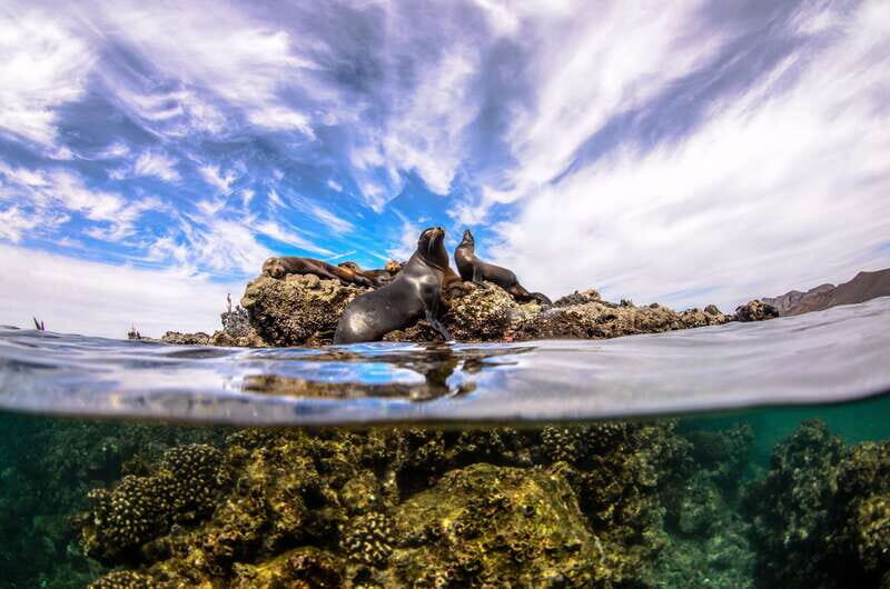 Cabo San Lucas: Cabo Pulmo Snorkeling Expedition - Why This Tour Offers Great Value