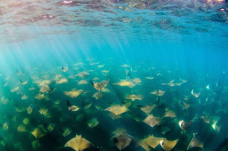 Cabo San Lucas: Cabo Pulmo Snorkeling Expedition - FAQ
