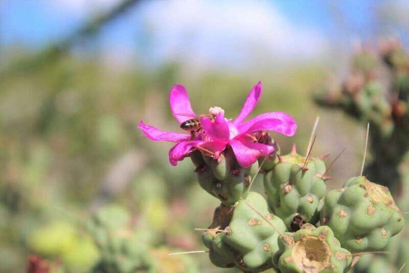 Cabo San Lucas: Candelaria ATV Adventure and Tequila Tasting - FAQ: Candelaria ATV Adventure and Tequila Tasting
