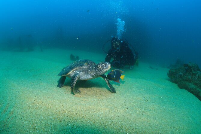 Cabo San Lucas Certified 2 Tank Dive at the Famous Arch and Land's End - Authentic Traveler Perspectives