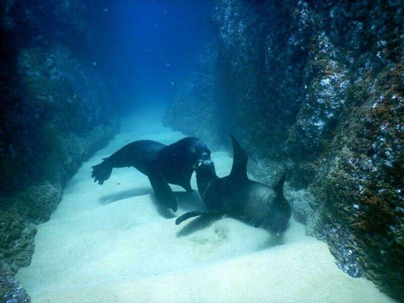 Cabo San Lucas: Discover Scuba Diving Experience - Key Points