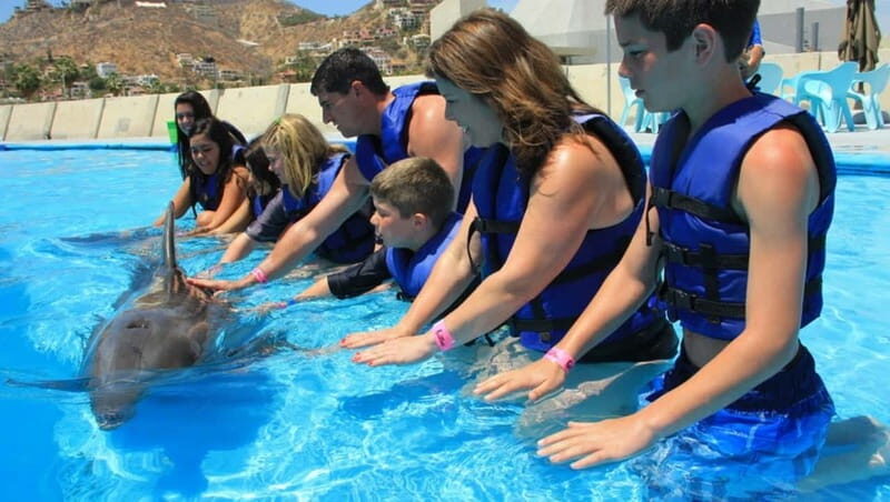 Cabo San Lucas: Dolphin Swim Class with Marine Specialist - Key Points