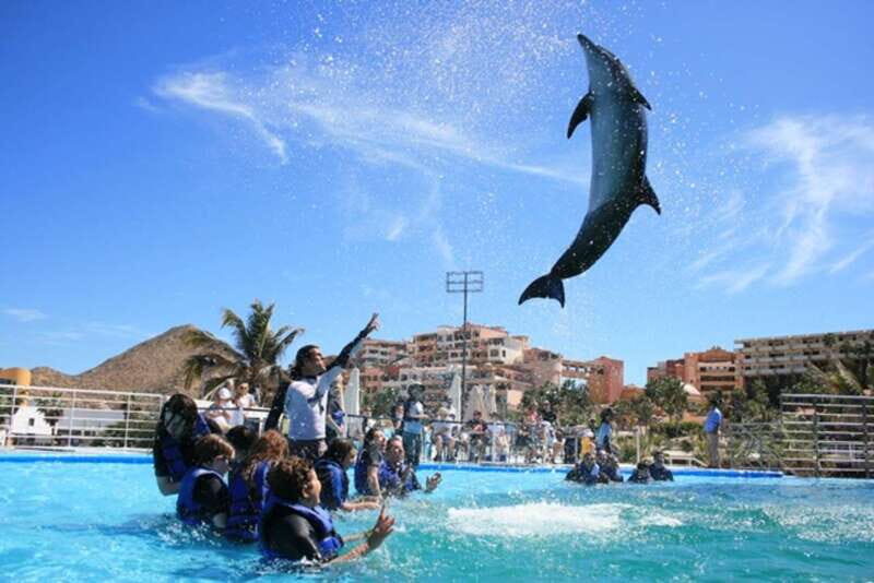 Cabo San Lucas: Dolphin Swim Class with Marine Specialist - The Experience in Detail