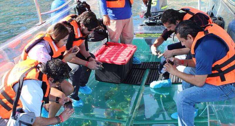 Cabo San Lucas: Glass-Bottom Boat Cruise and Tequila Tasting - The Experience in a Nutshell