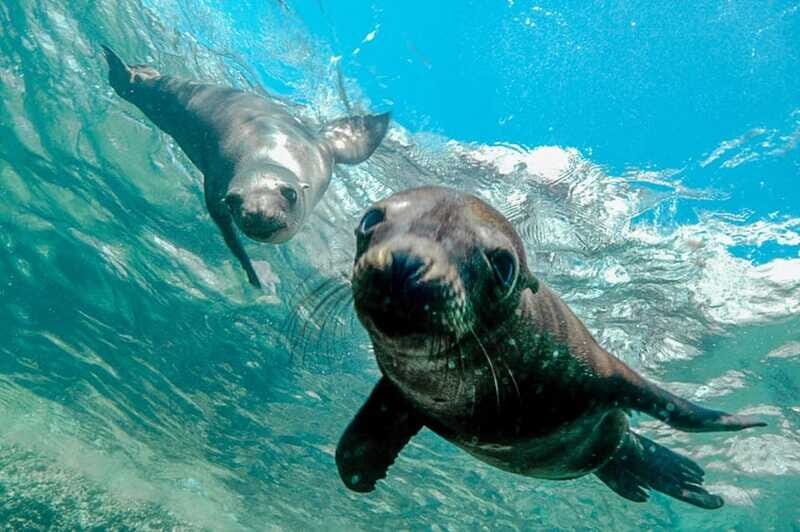 Cabo San Lucas: Local Dives (CSL Marine Park) and Corridor. - Final Thoughts