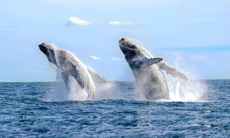 Cabo San Lucas: Luxury Catamaran Whale Watching Experience - A Closer Look at the Experience
