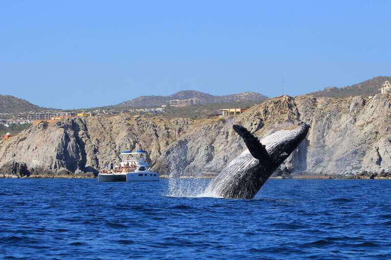 Cabo San Lucas: Luxury Catamaran Whale Watching Experience - Summing It Up: Who Should Book This Tour?