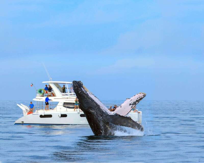 Cabo San Lucas: Luxury Catamaran Whale Watching Experience - Final Thoughts