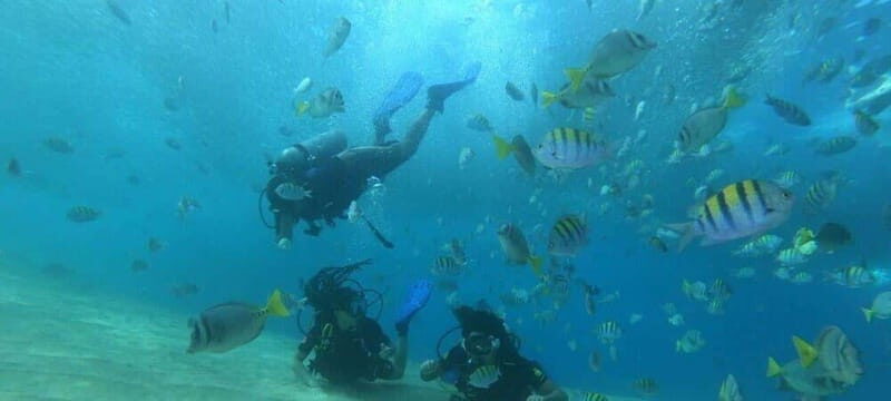 Cabo San Lucas: Marine Reserve Dive - Key Points