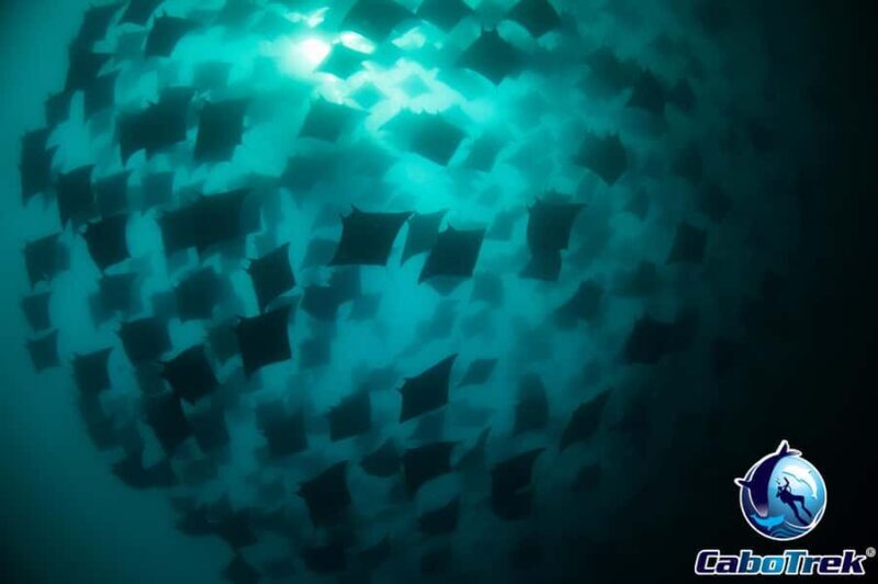 Cabo San Lucas: Mobula Ray Safari - Key Points
