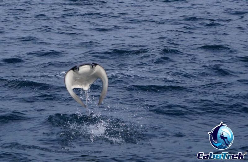 Cabo San Lucas: Mobula Ray Safari - An In-Depth Look at the Cabo San Lucas Mobula Ray Safari