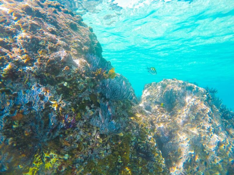 Cabo San Lucas: Private Catamaran Tour with Snorkeling - The Sum Up