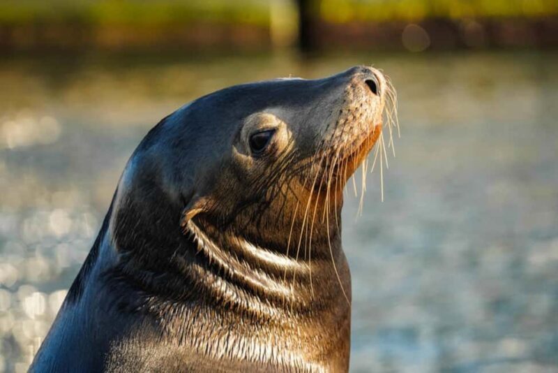 Cabo San Lucas: Private Sunset Cruise - Key Points