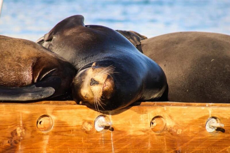 Cabo San Lucas: Private Sunset Cruise - Who Should Consider This Tour?