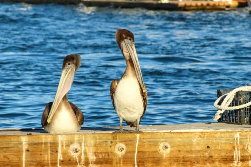 Cabo San Lucas: Private Sunset Cruise - The Sum Up
