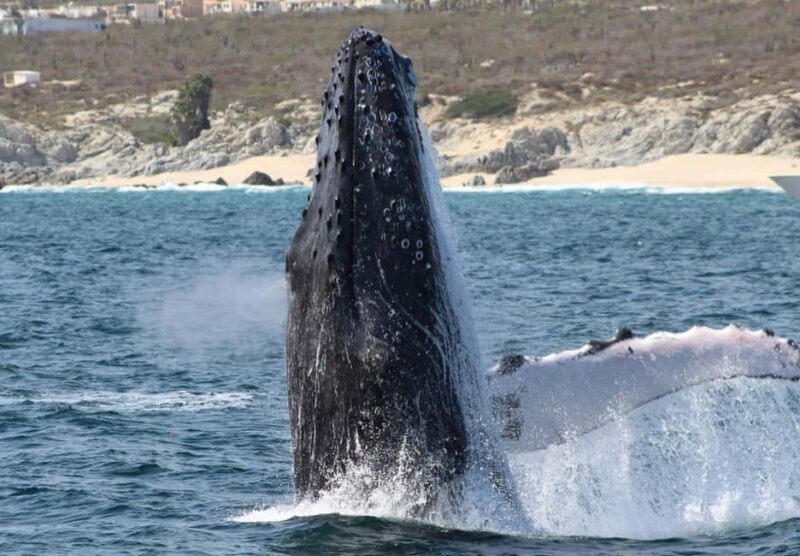 Cabo San Lucas: Private Whale Watching Yacht Excursion - A Detailed Look at the Experience
