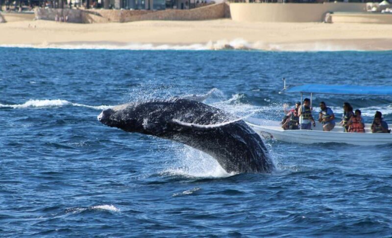 Cabo San Lucas: Private Whale Watching Yacht Excursion - Who Should Consider This Tour?
