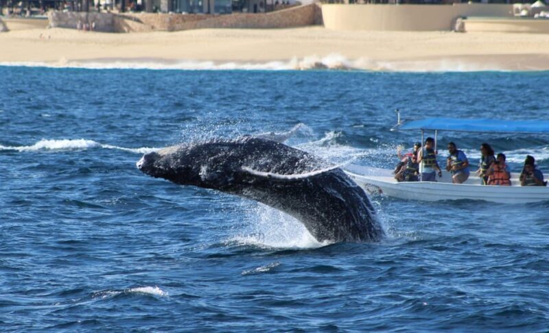 Cabo San Lucas: Private Whale Watching Yacht Excursion - The Sum Up