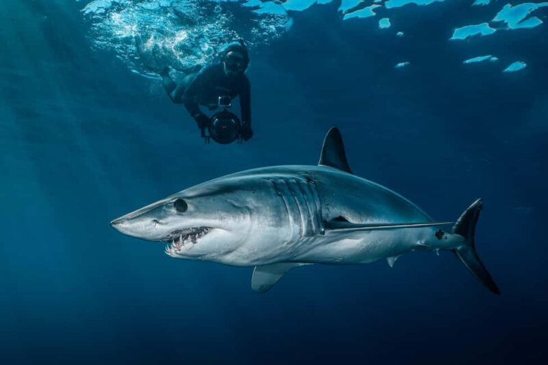 Cabo San Lucas: Shark Snorkeling and Freediving Tour - A Detailed Look at What to Expect
