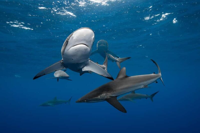 Cabo San Lucas: Shark Snorkeling and Freediving Tour - Frequently Asked Questions
