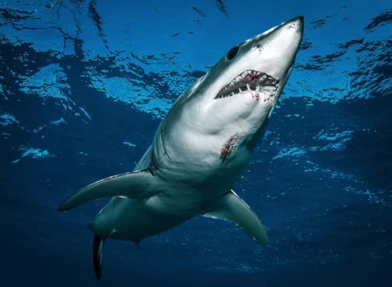 Cabo San Lucas: Shark Snorkeling and Freediving Tour - The Sum Up