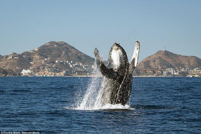 Cabo San Lucas Small-Group Whale Watching Tour: Hear the Whales - The Bottom Line