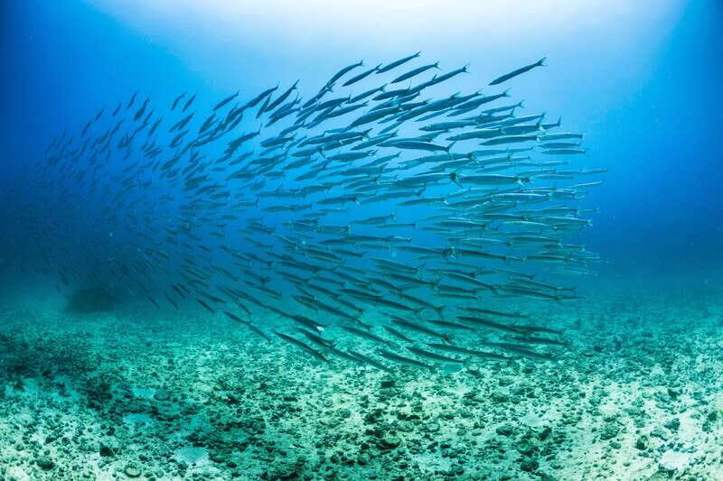 Cabo San Lucas: Snorkel, Lunch and Sail Experience - Who Should Consider This Tour?