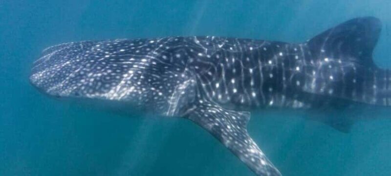Cabo San Lucas: Snorkeling with Whale Sharks & Breakfast - An Authentic Day on the Water: What to Expect