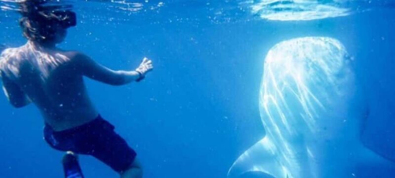 Cabo San Lucas: Snorkeling with Whale Sharks & Breakfast - The Itinerary in Detail