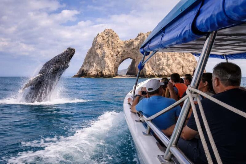 Cabo San Lucas Tour | Arch, Lovers Beach & Whale Waching - How do the reviews rate it?