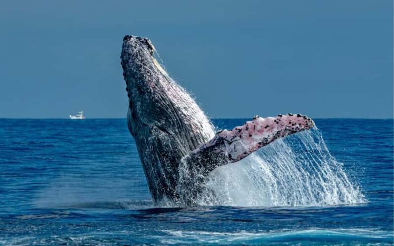 Cabo San Lucas Tour | Arch, Lovers Beach & Whale Waching - What to bring and consider