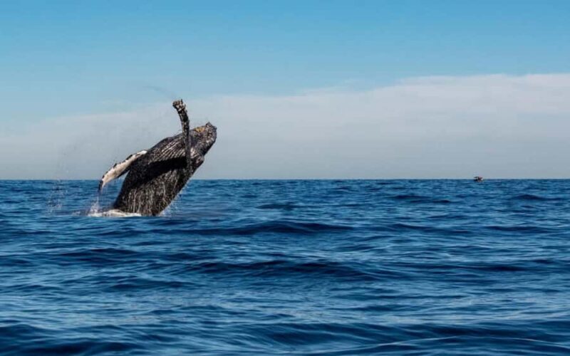 Cabo San Lucas Tour | Arch, Lovers Beach & Whale Waching - Frequently Asked Questions